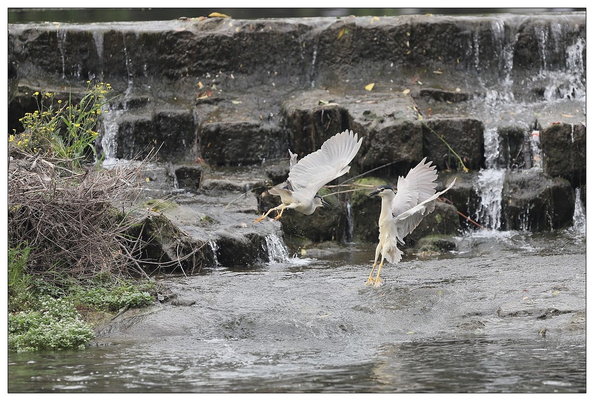 为了争夺食源地，打起架来互不让（八）