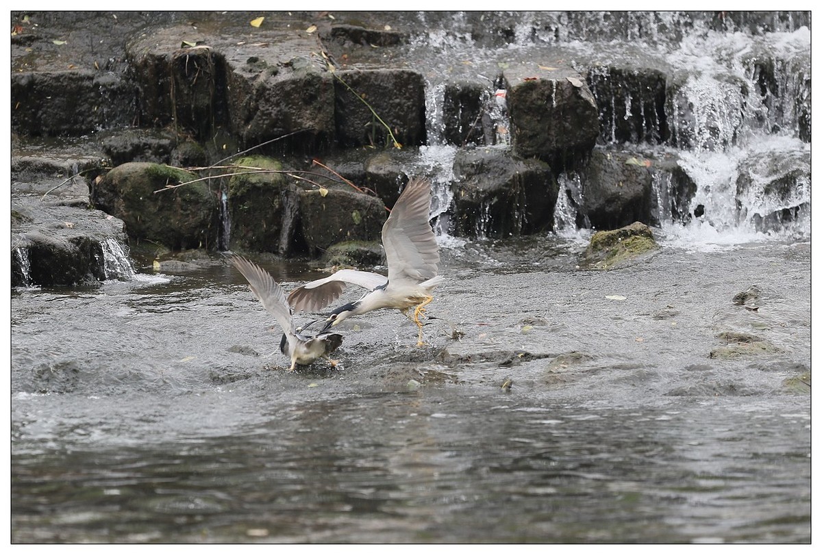 为了争夺食源地，打起架来互不让（八）
