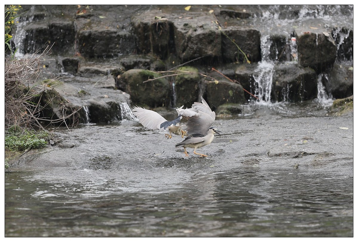 为了争夺食源地，打起架来互不让（八）