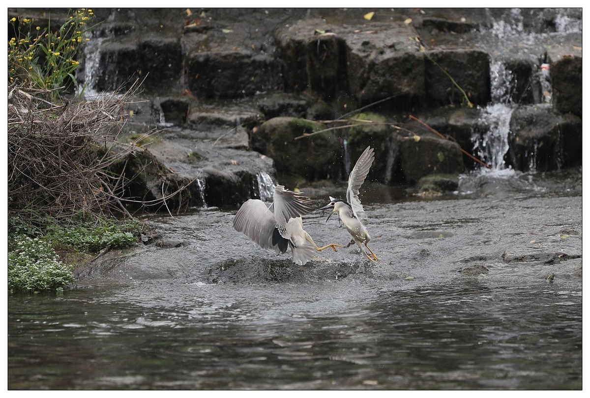 为了争夺食源地，打起架来互不让（八）
