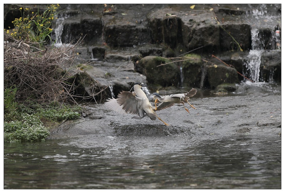 为了争夺食源地，打起架来互不让（八）
