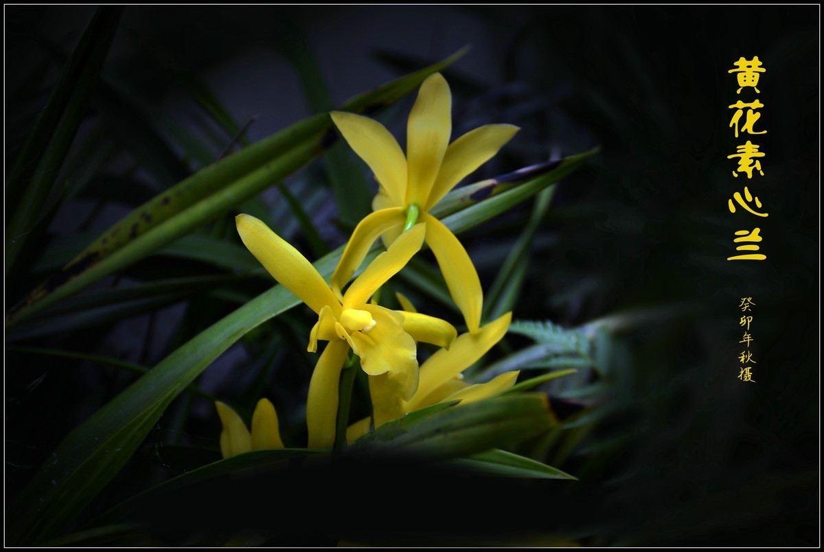黄花素心兰（2023250）——提前祝大家中秋节快乐！
