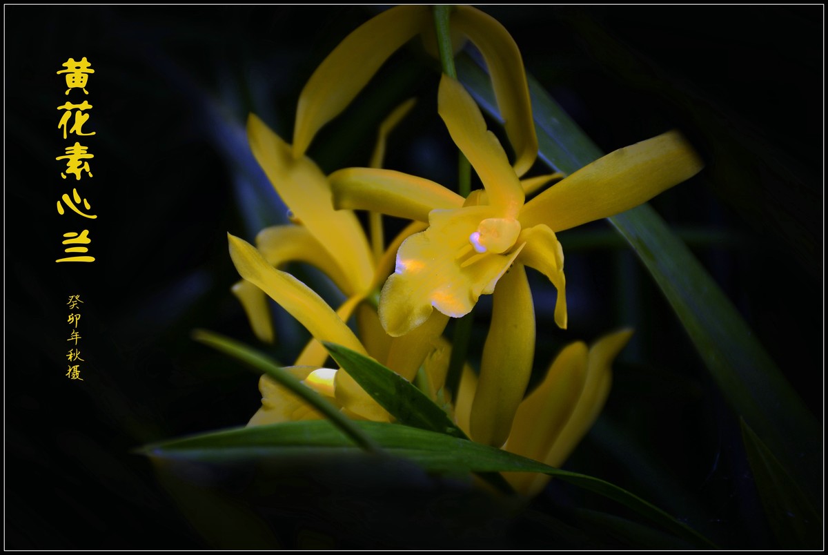 黄花素心兰（2023250）——提前祝大家中秋节快乐！