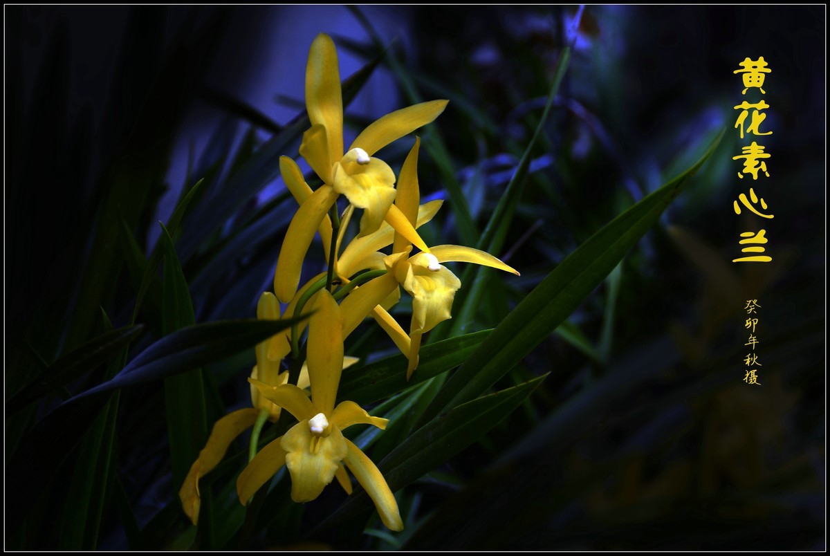 黄花素心兰（2023250）——提前祝大家中秋节快乐！