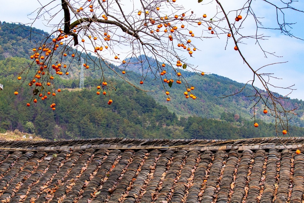 又是一年柿红时】