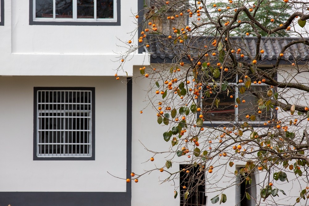 又是一年柿红时】