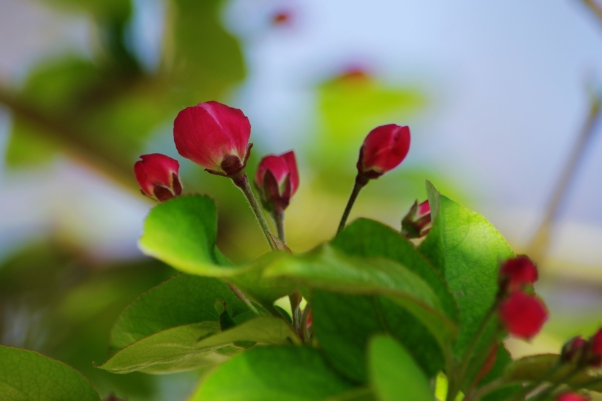 愿作一朵含苞待放的海棠