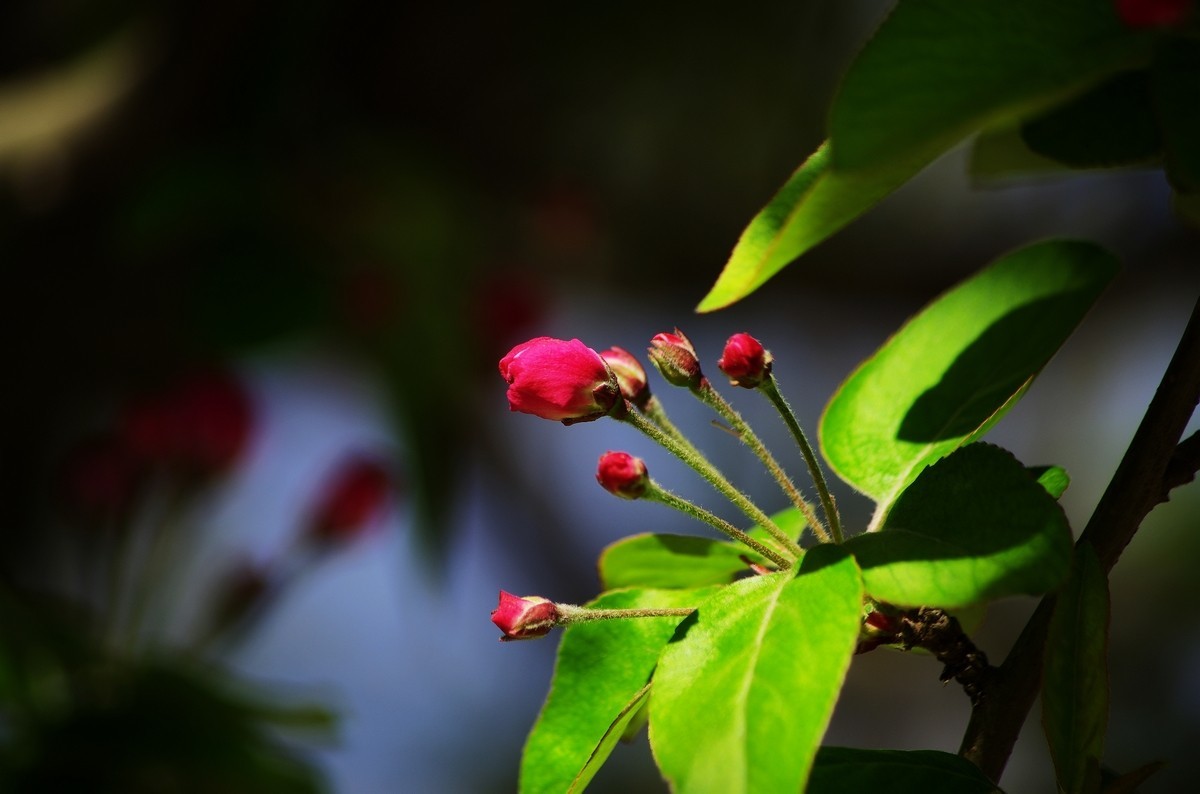 愿作一朵含苞待放的海棠