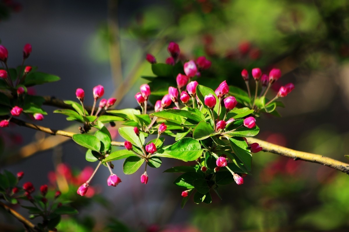 愿作一朵含苞待放的海棠