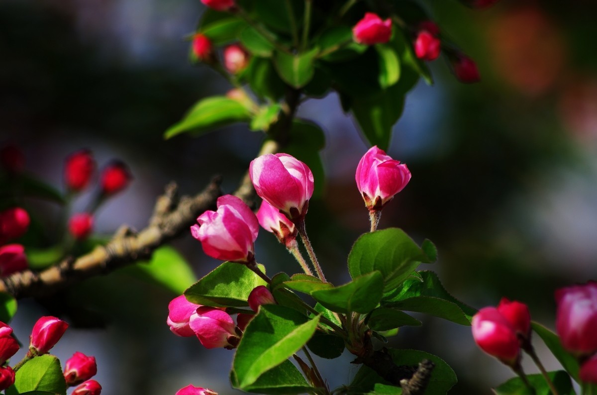 愿作一朵含苞待放的海棠