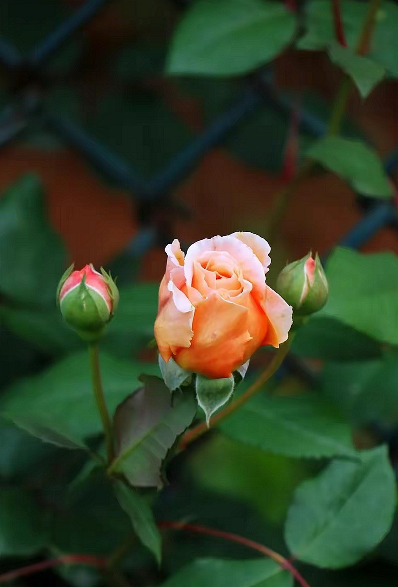 花毛茛