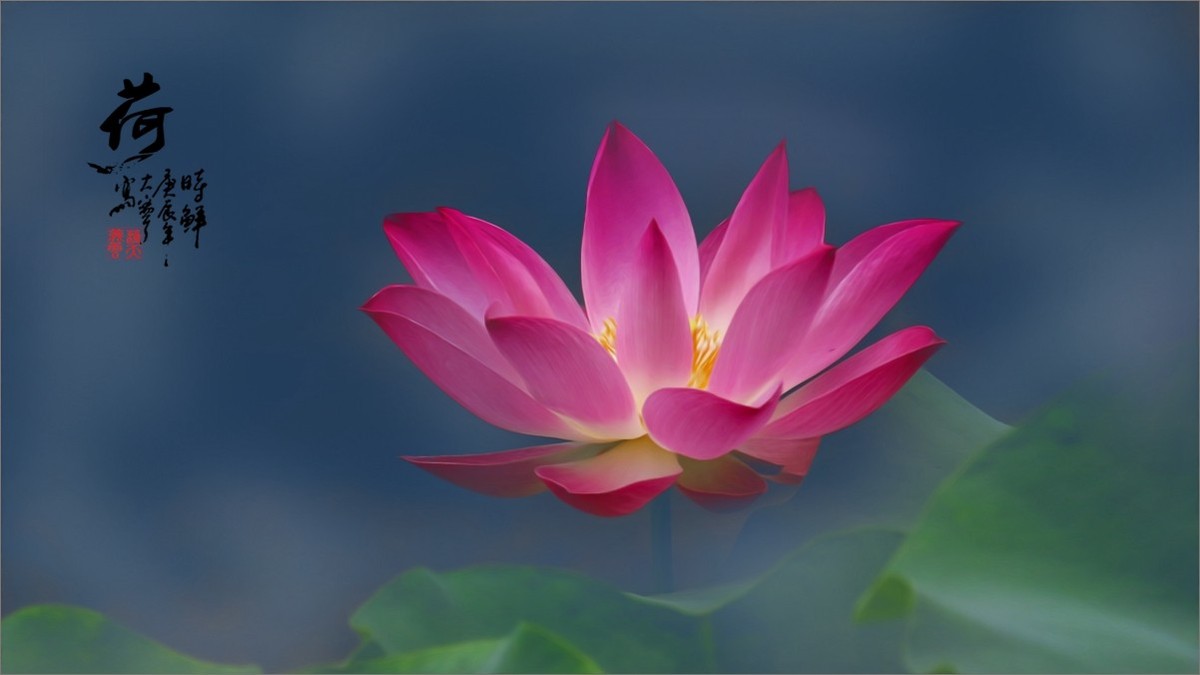 2024《荷塘趣拍》