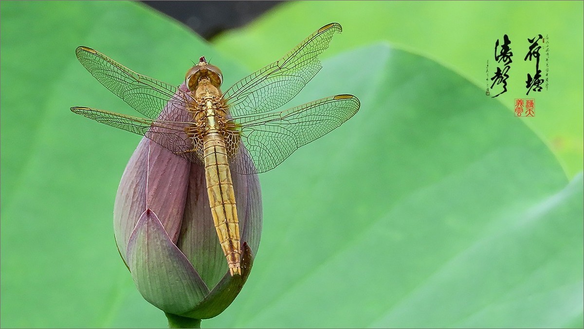2024《荷塘趣拍》