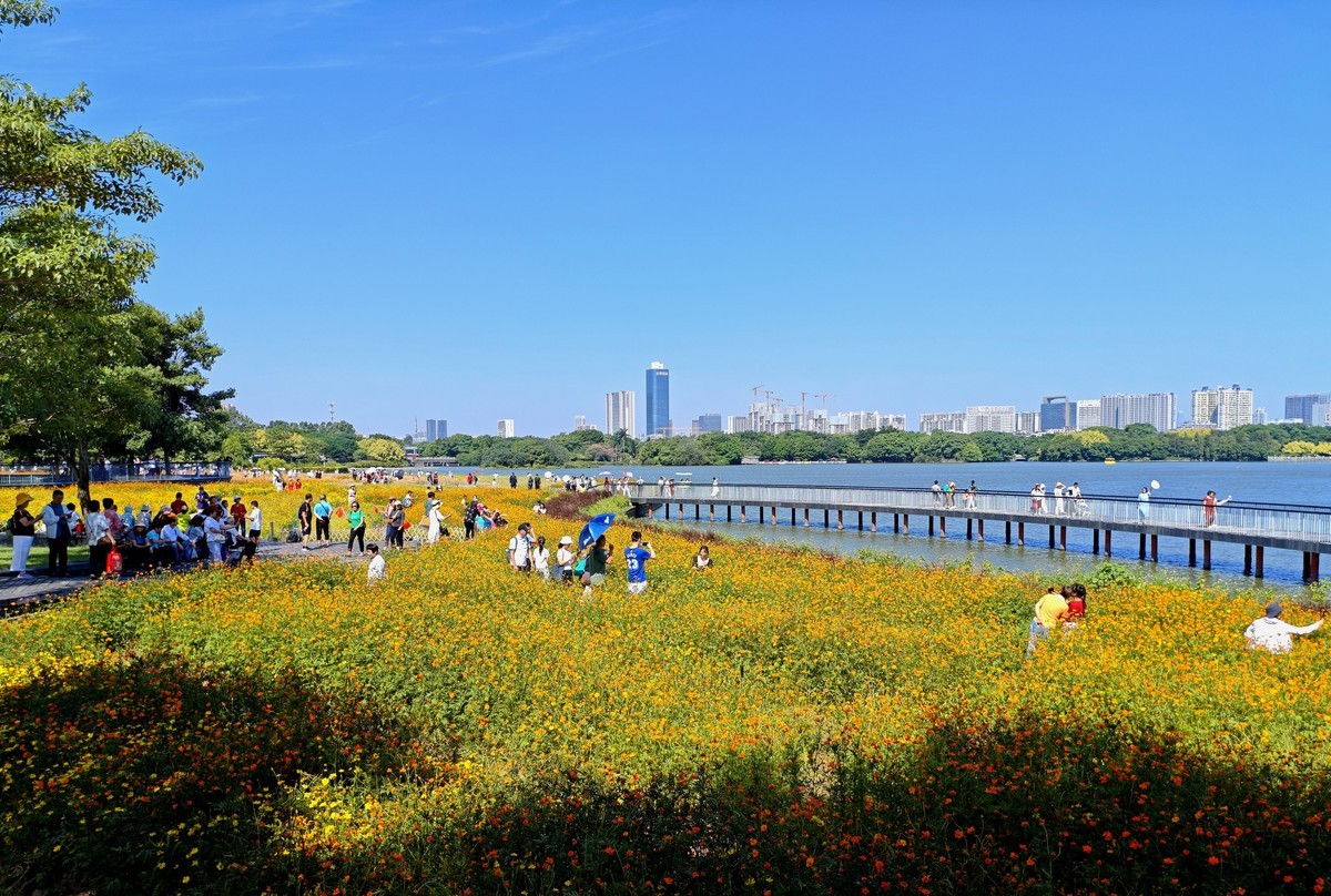 海珠湖的花海。