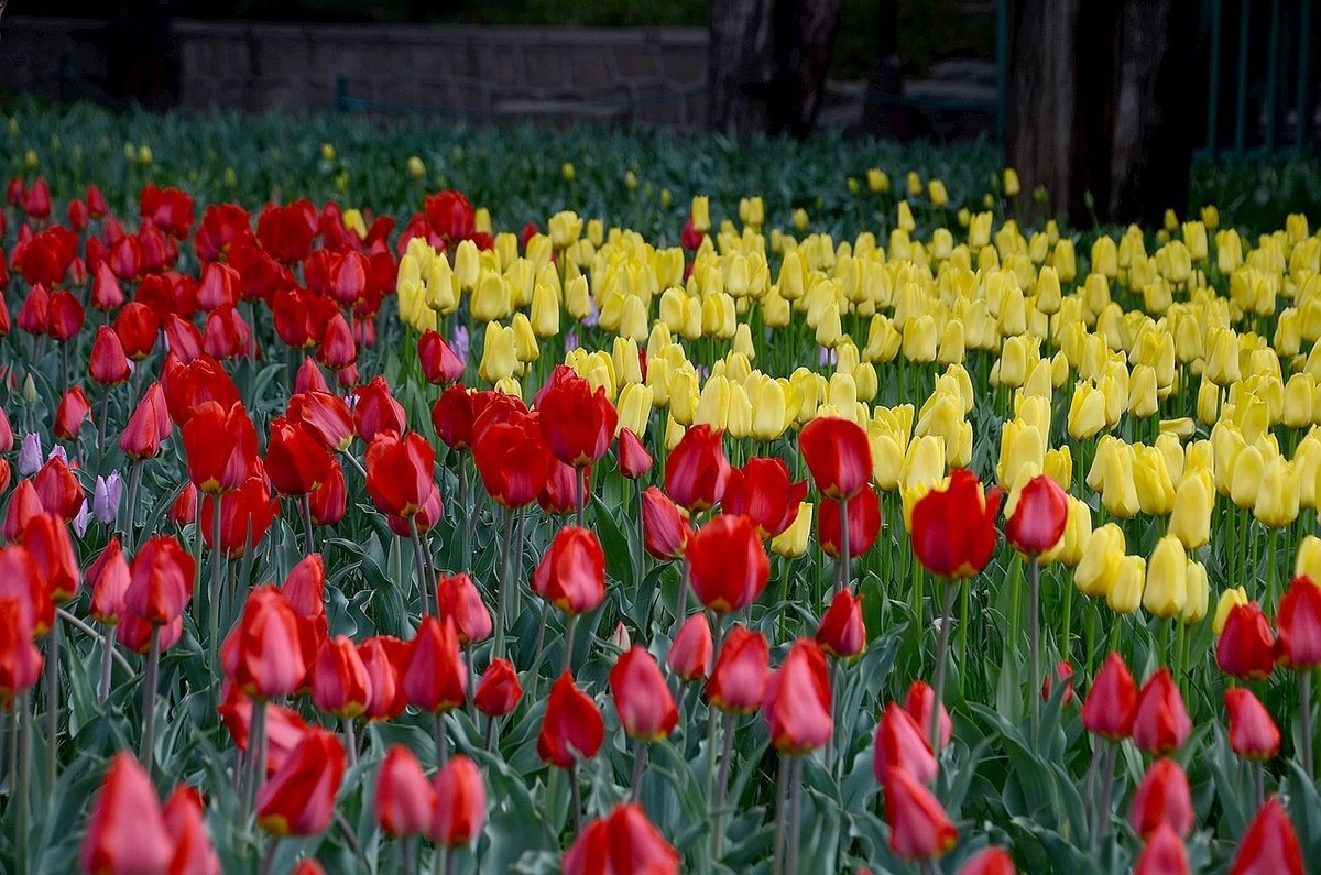 中 山 公 园-----郁 金 香