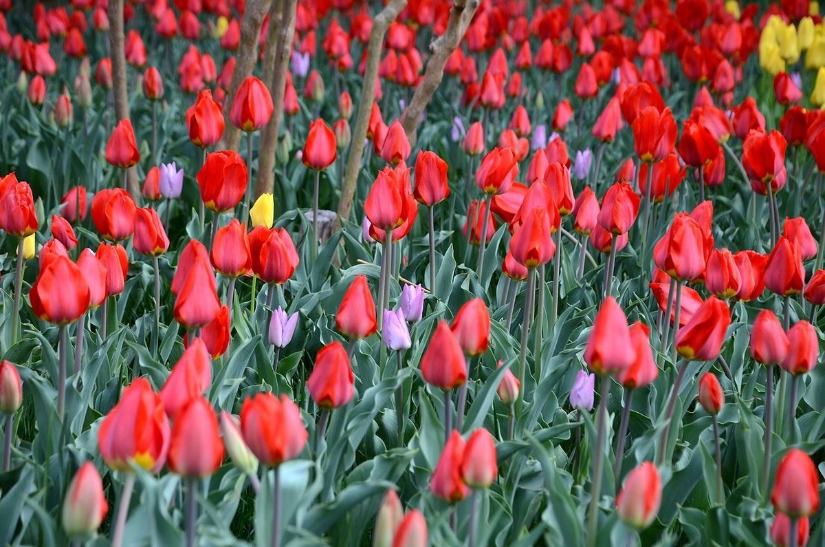 中 山 公 园-----郁 金 香