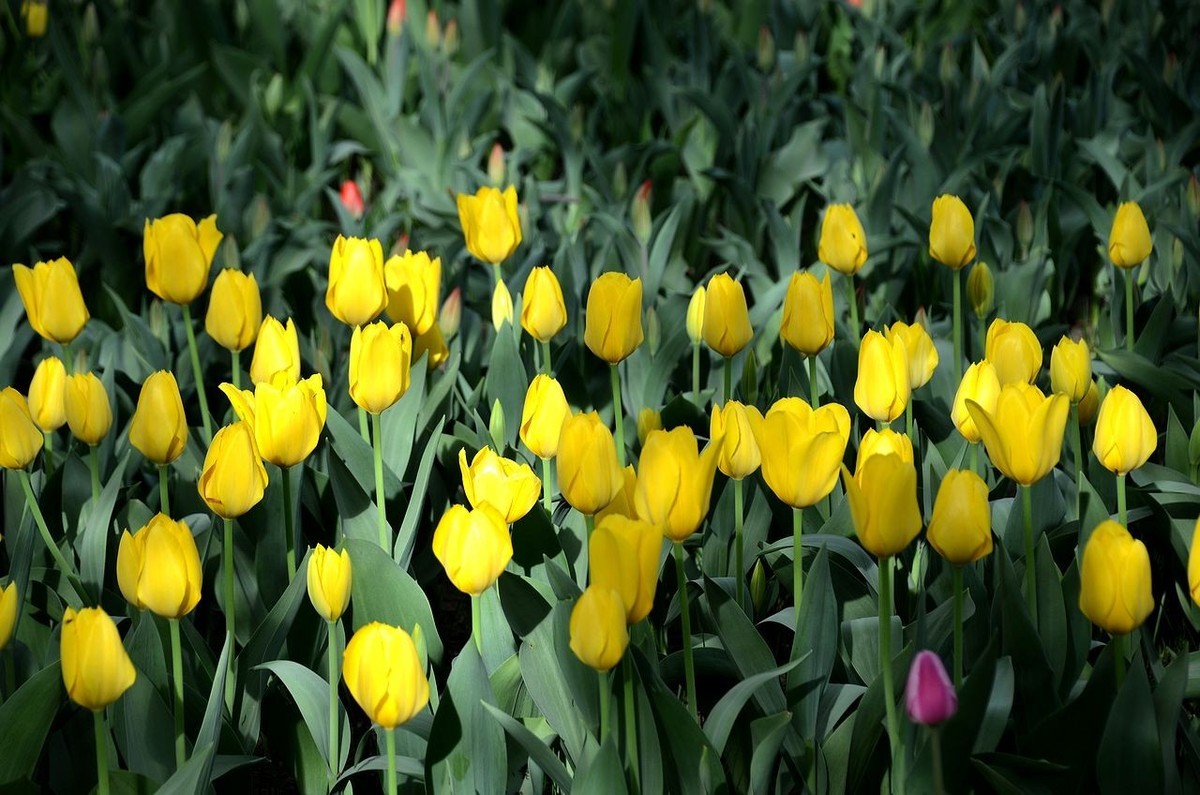 中 山 公 园-----郁 金 香