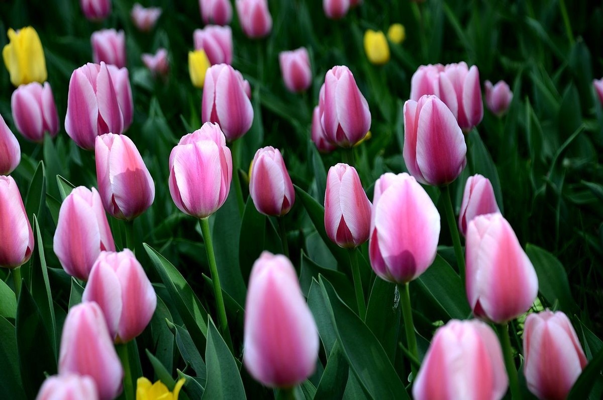 中 山 公 园-----郁 金 香