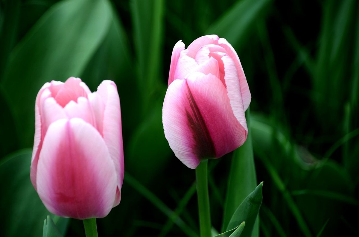 中 山 公 园-----郁 金 香