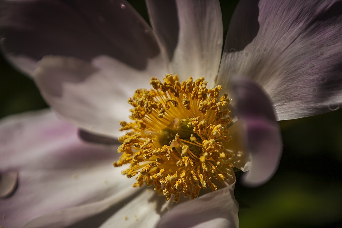 昨夜含苞微雨里，今朝沐蕊暖阳中。
