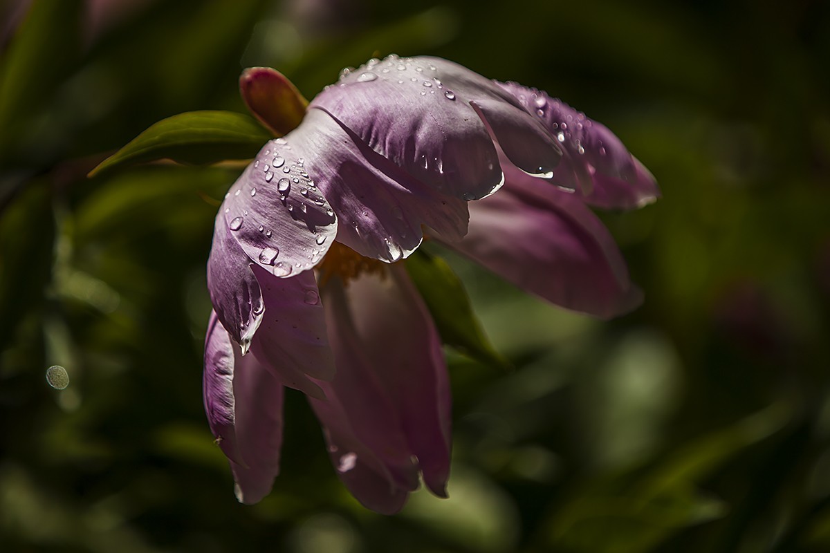 昨夜含苞微雨里，今朝沐蕊暖阳中。