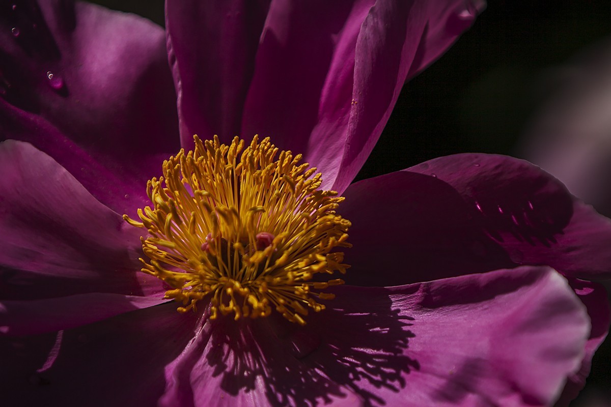 昨夜含苞微雨里，今朝沐蕊暖阳中。