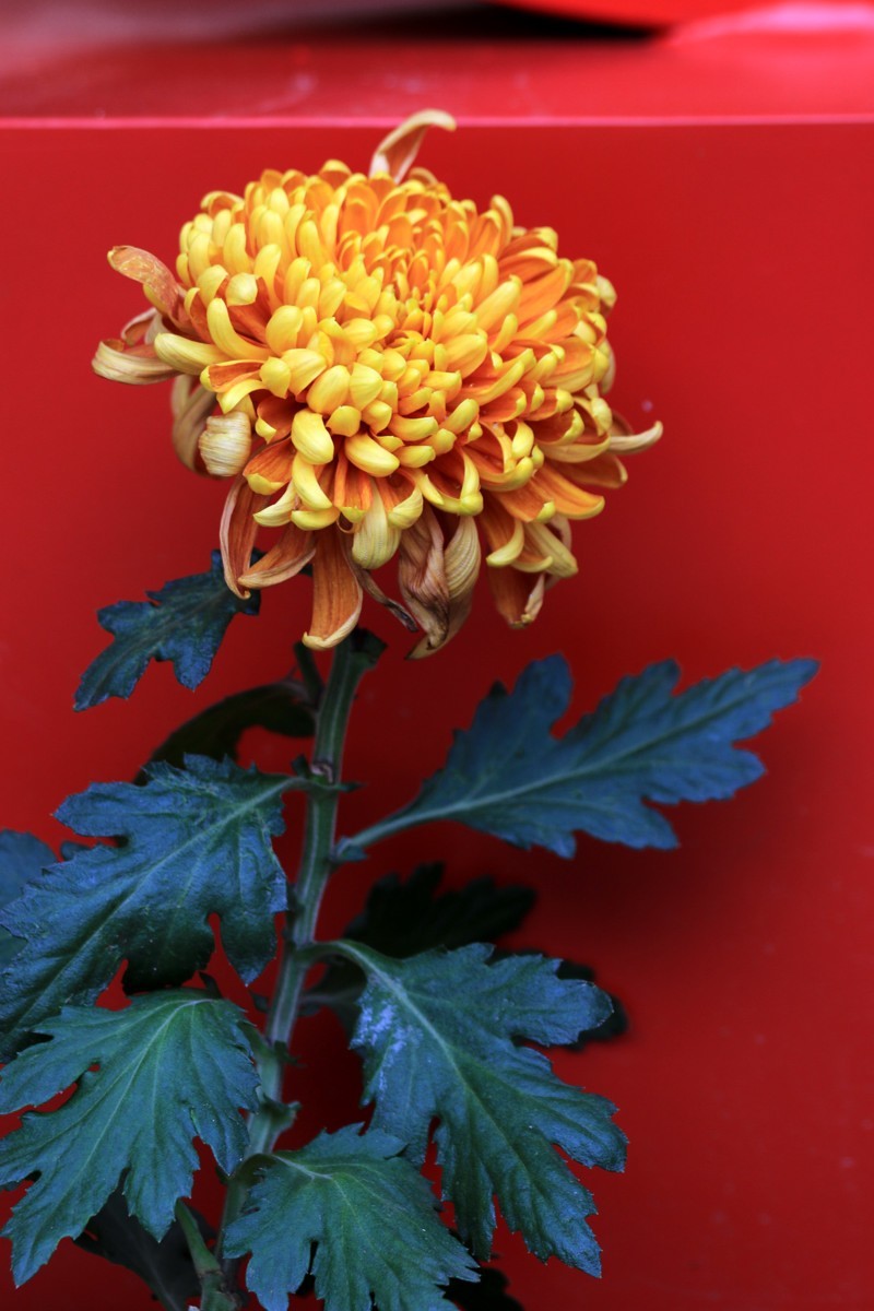 成都市笫六十届菊花展暨中国菊花名品展五