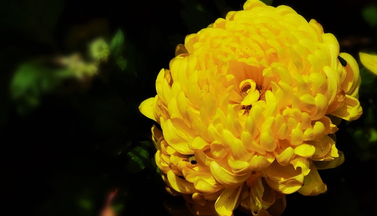 菊花美