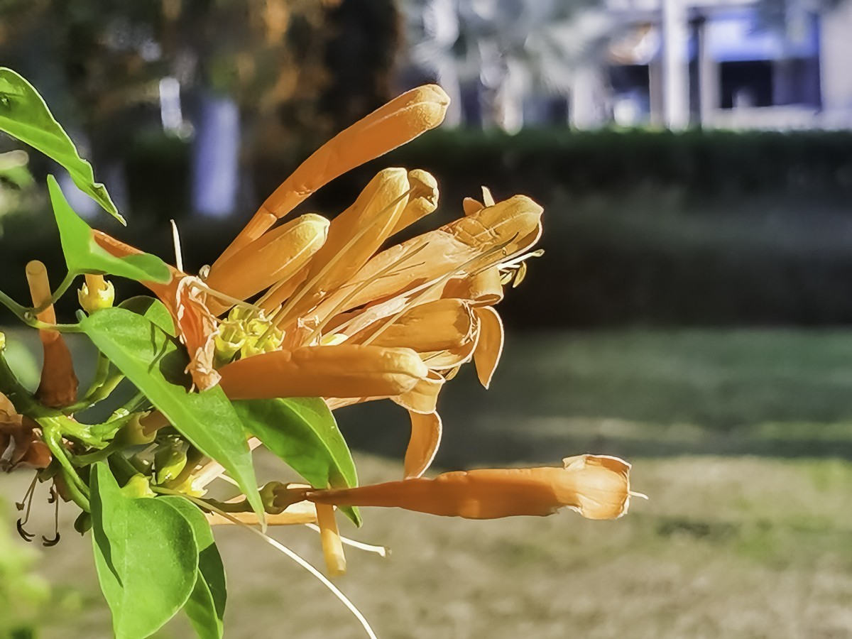 炮仗花