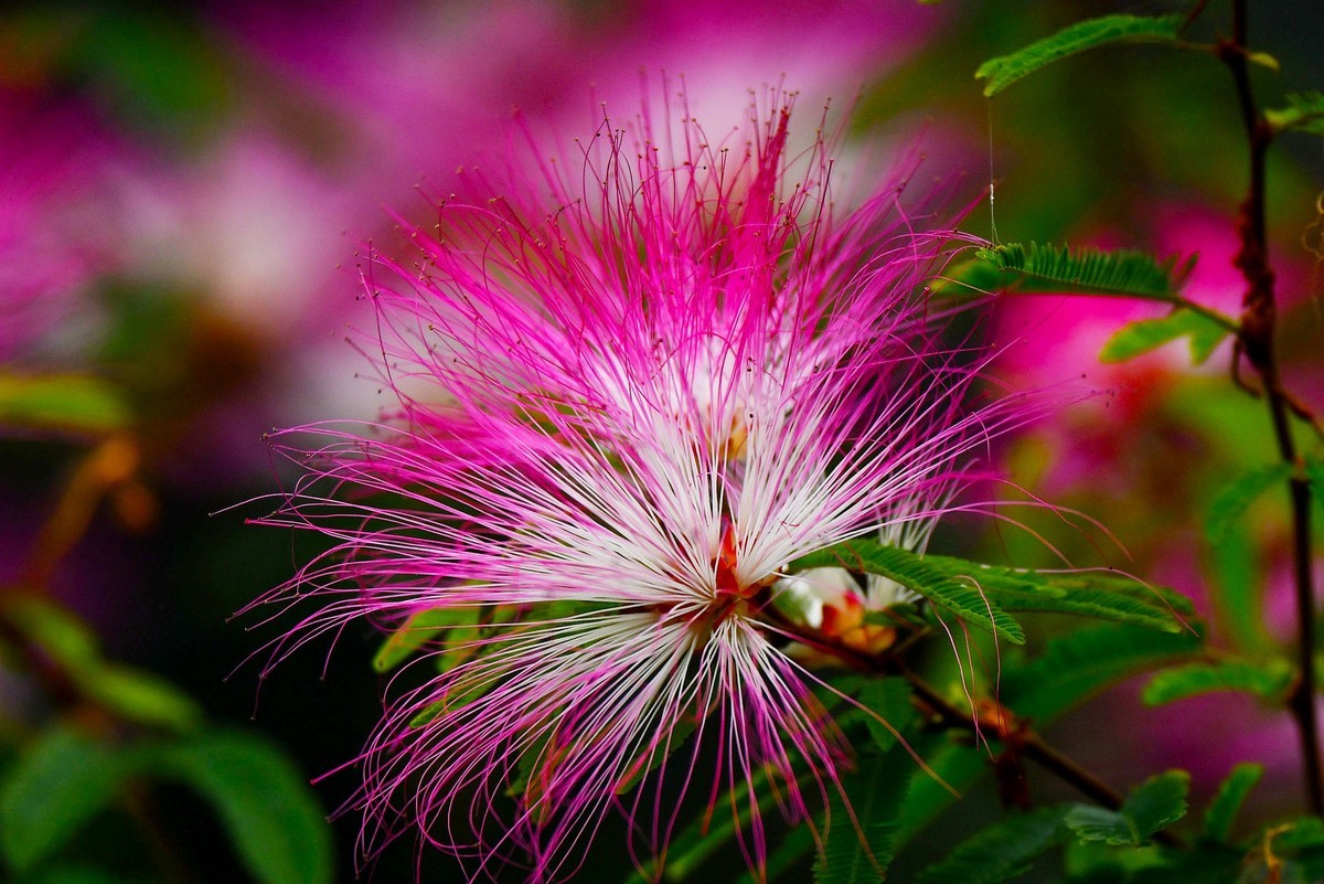 【奇花异草】苏里南朱缨花