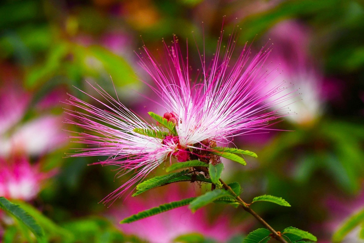 【奇花异草】苏里南朱缨花