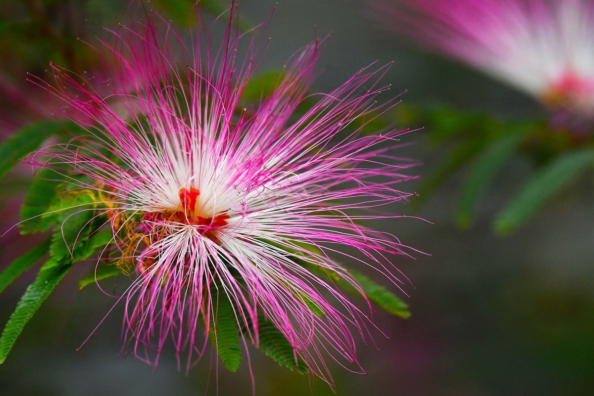 【奇花异草】苏里南朱缨花