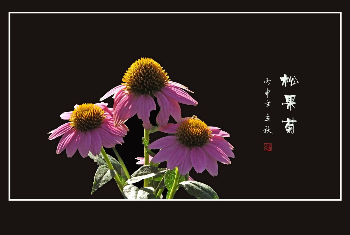 漂亮的松果菊