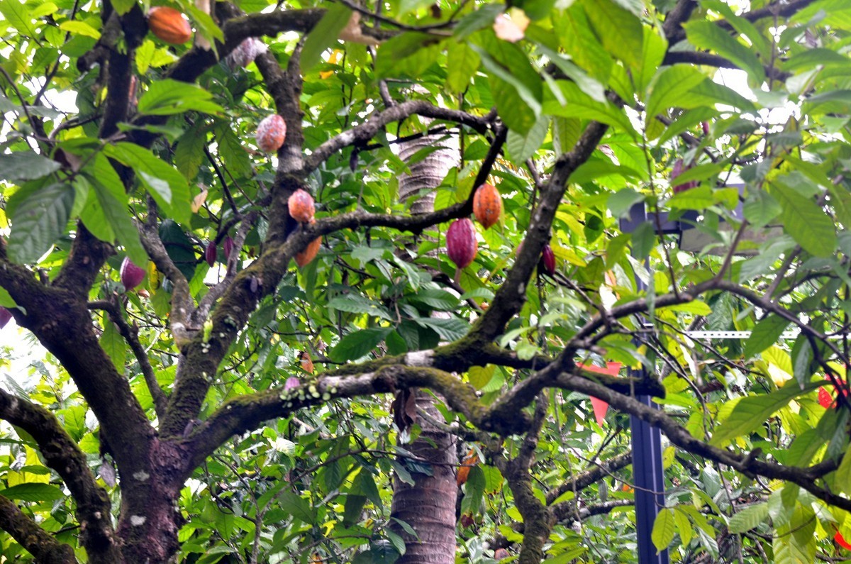 海南 兴隆热带植物园 (二)