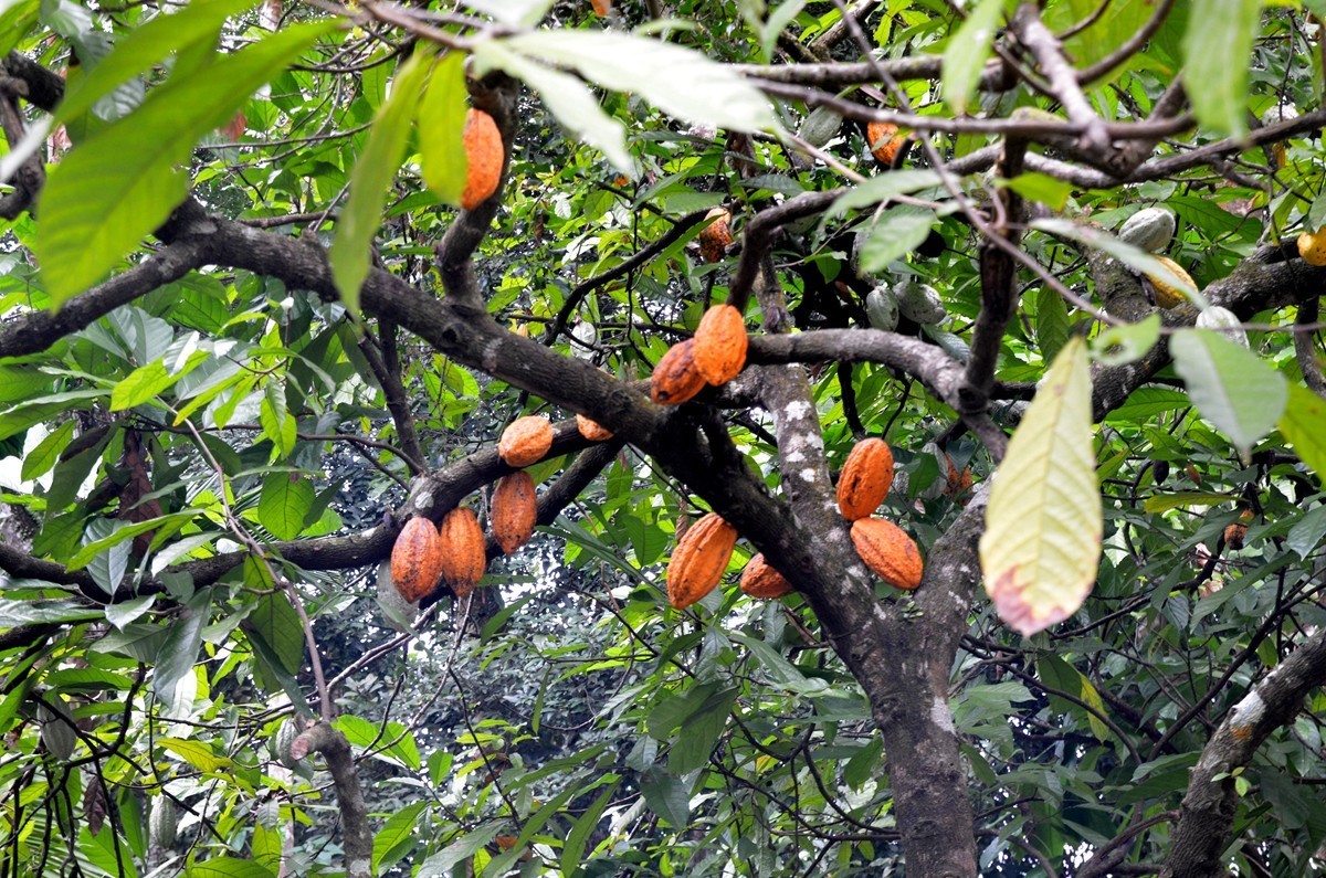 海南 兴隆热带植物园 (二)
