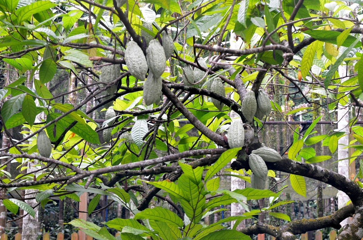 海南 兴隆热带植物园 (二)