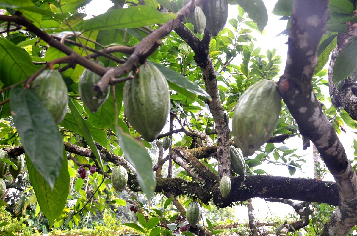 海南 兴隆热带植物园 (二)