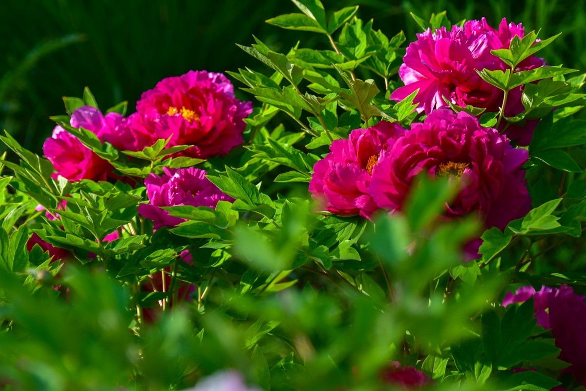 花开时节动龙城