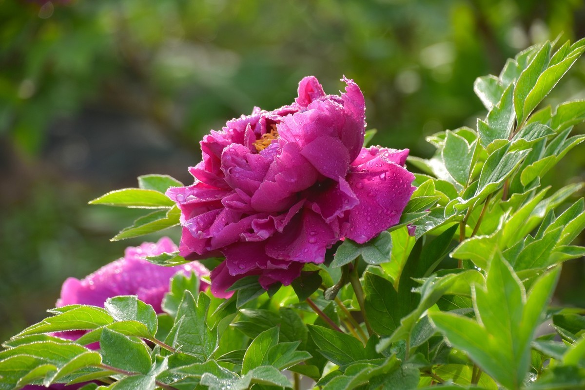 花开时节动龙城