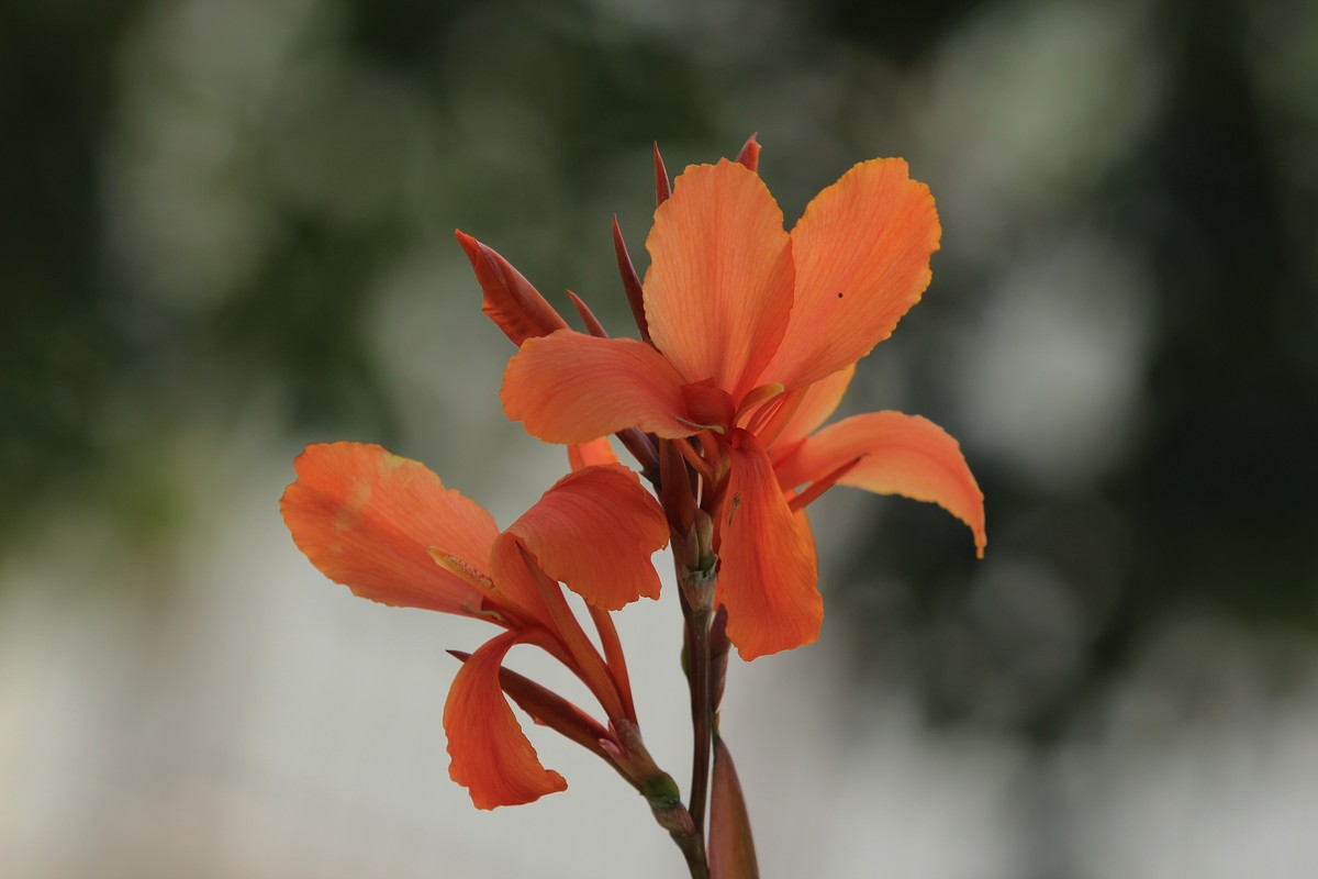 拍摄花卉一（382）