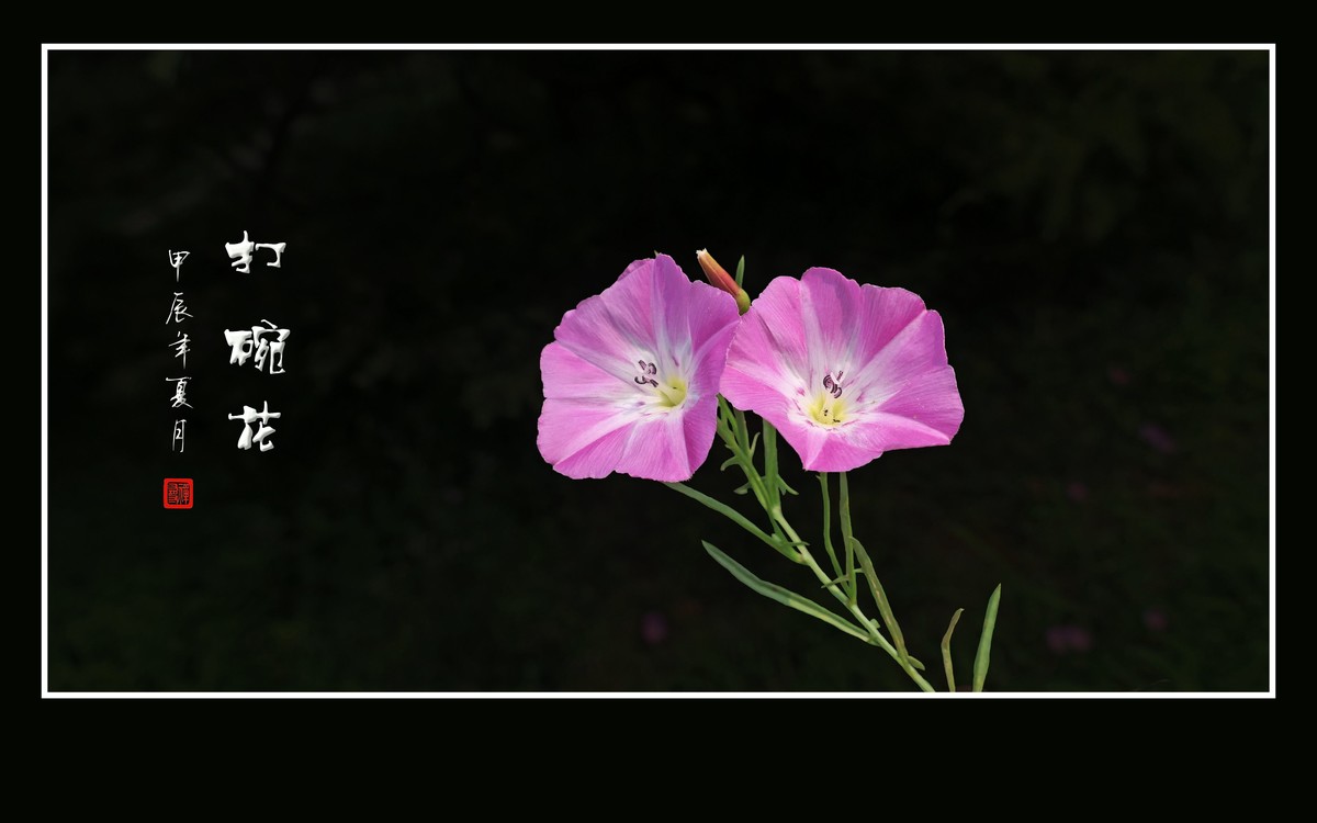 娇羞粉嫩的小野花-打碗花