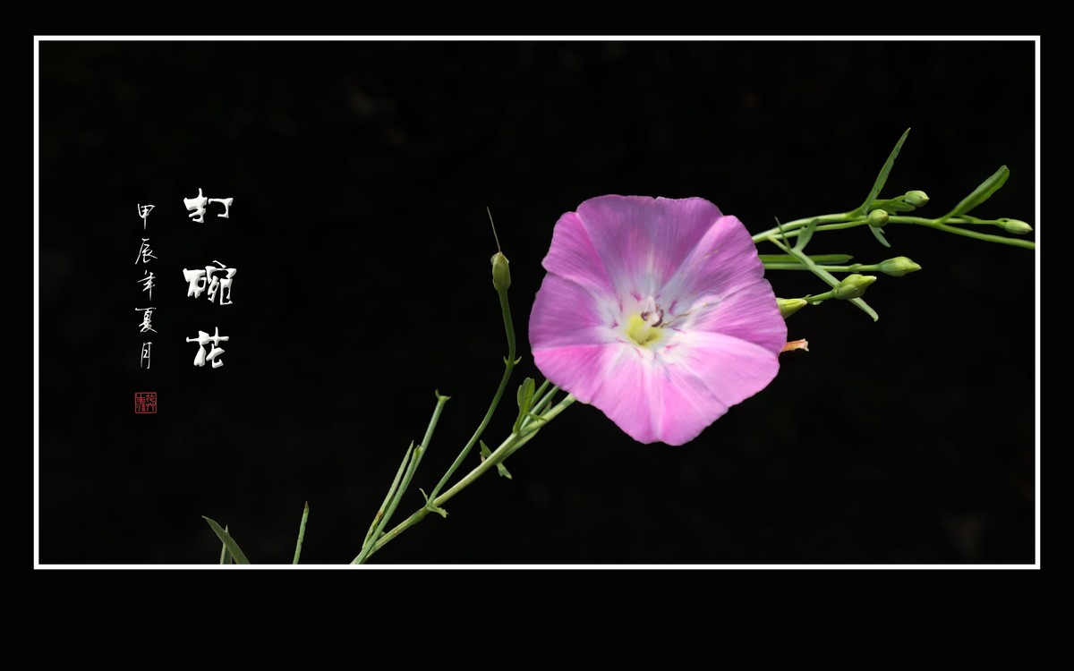 娇羞粉嫩的小野花-打碗花