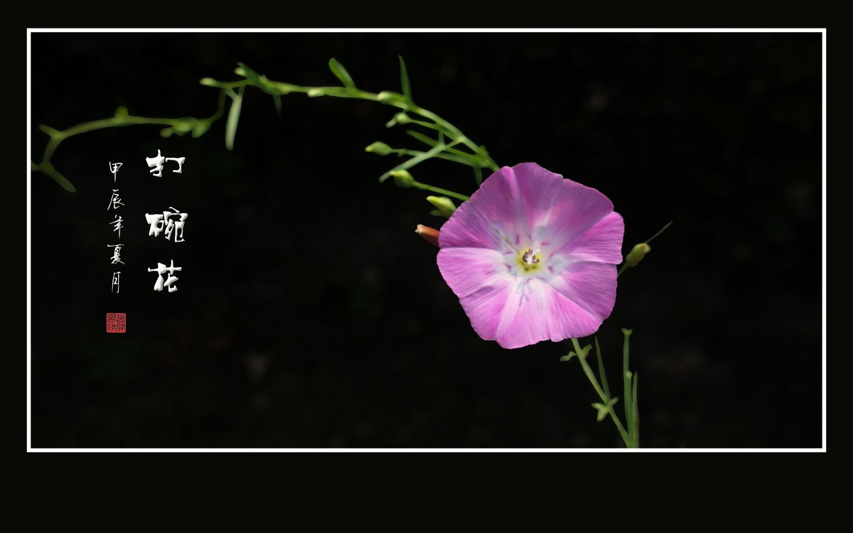 娇羞粉嫩的小野花-打碗花