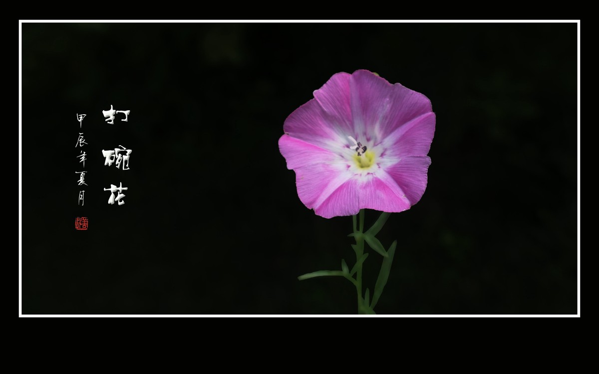 娇羞粉嫩的小野花-打碗花