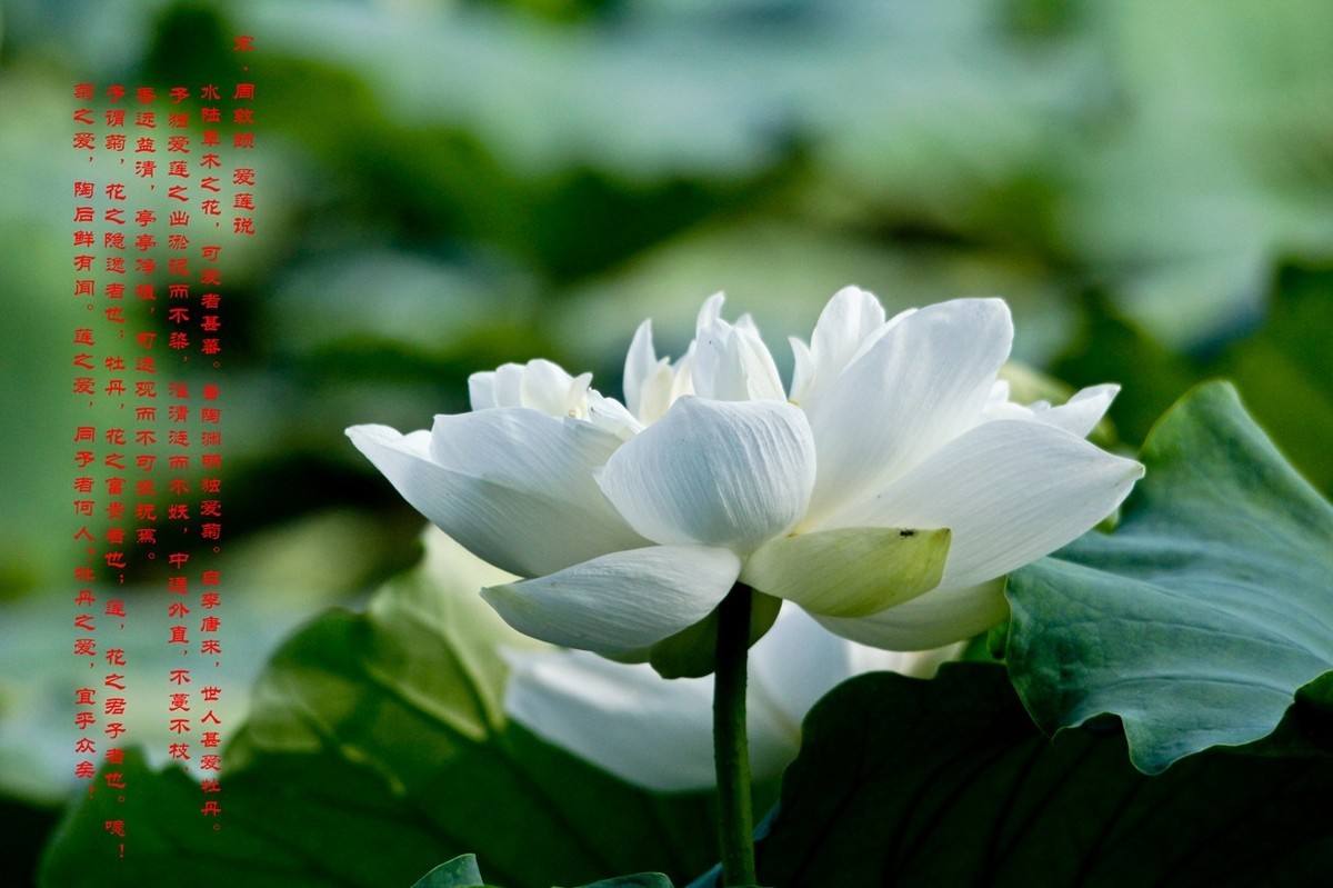 爱莲说——献给甲辰年即将远去的荷花季