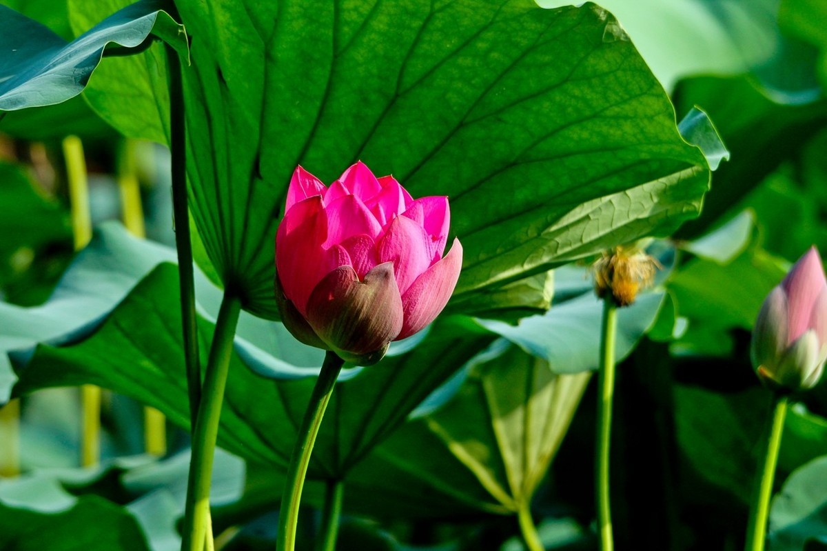 爱莲说——献给甲辰年即将远去的荷花季
