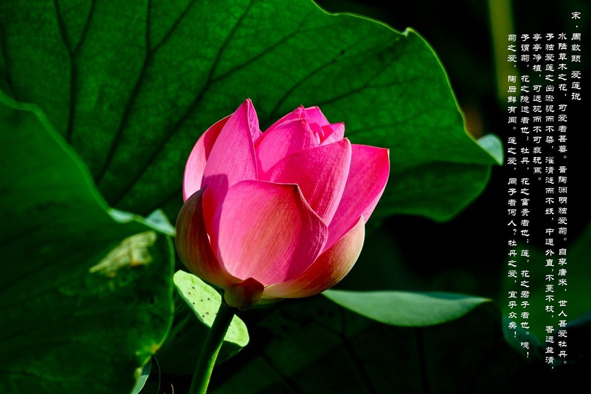 爱莲说——献给甲辰年即将远去的荷花季