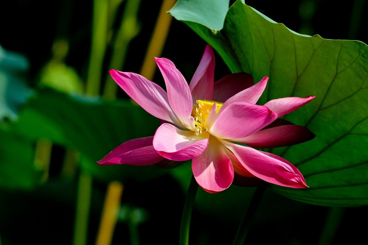 爱莲说——献给甲辰年即将远去的荷花季