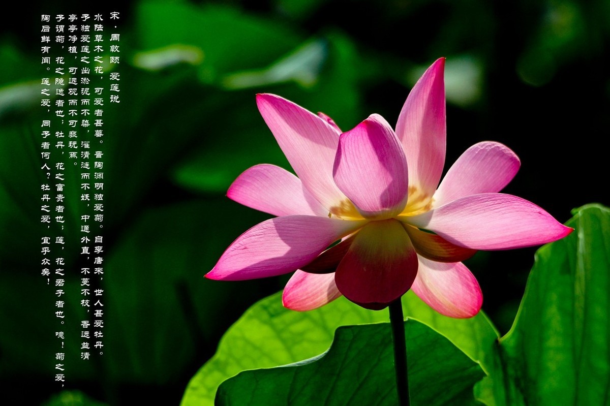 爱莲说——献给甲辰年即将远去的荷花季