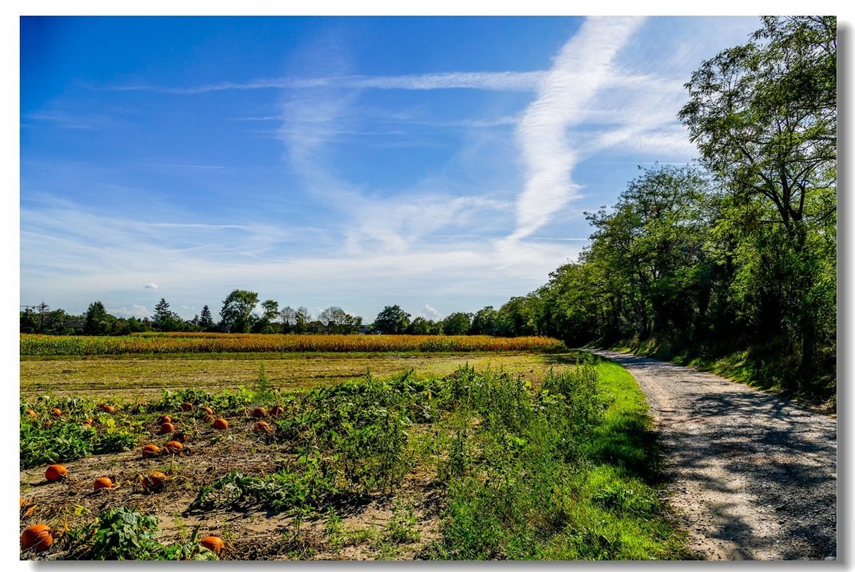 秋色原野（南德）